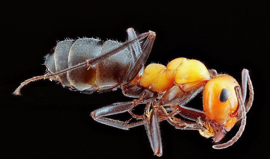 Ant Control service in Winchester, VA