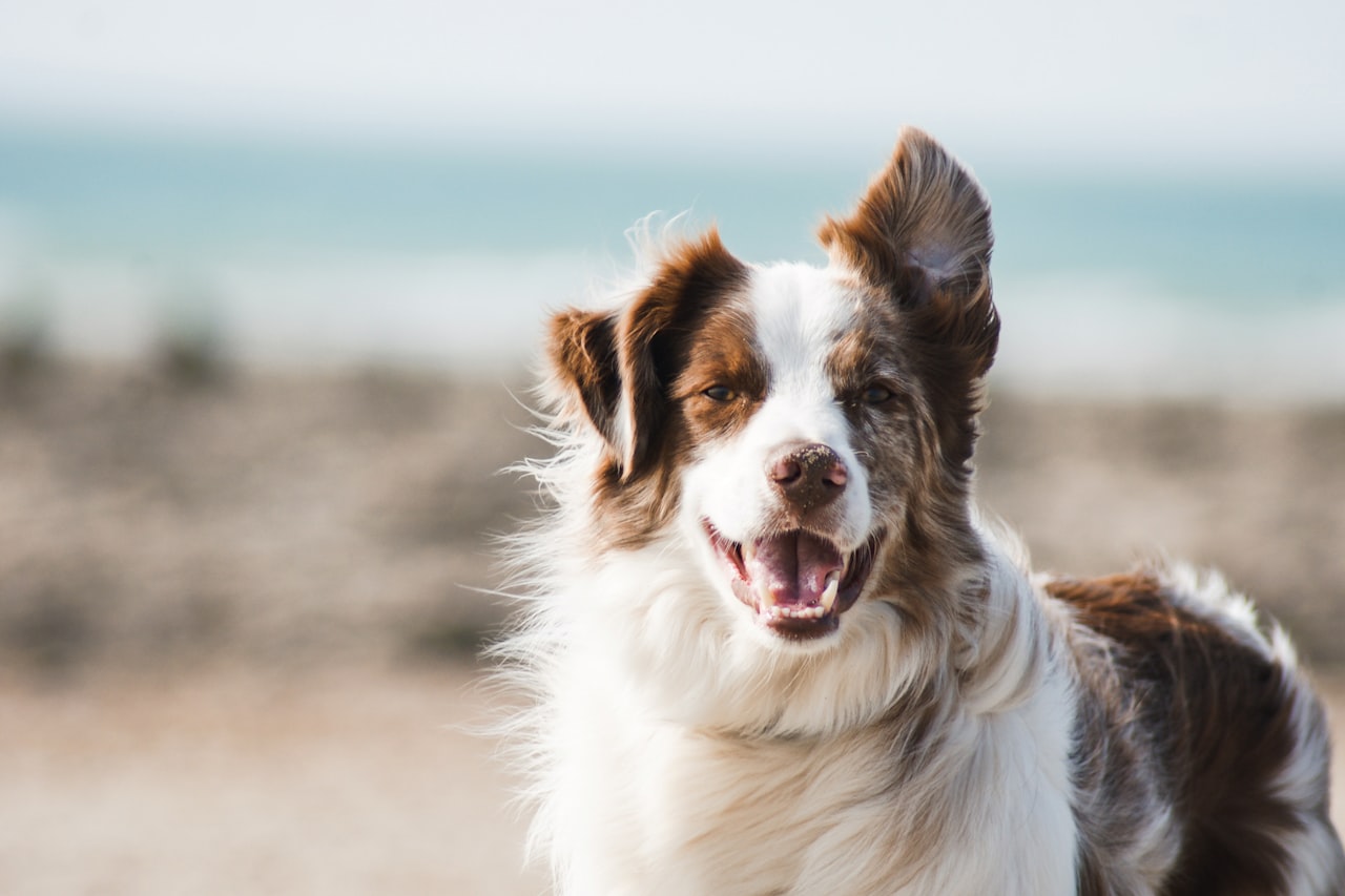 Flea & Tick Control service in Winchester, VA