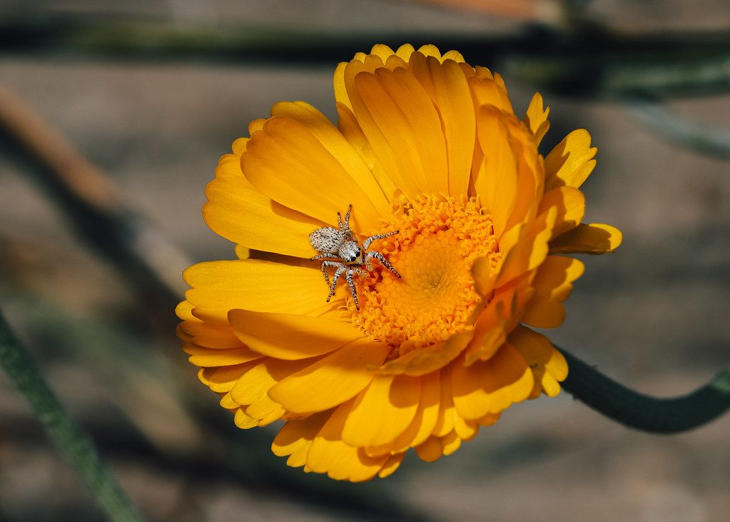 Spider Control service in Winchester, VA